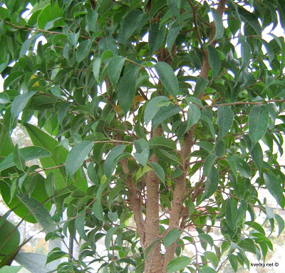 Pajzstetvek a Ficus benjamina - virágok