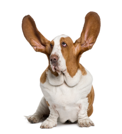 Curățarea urechilor sfaturilor și ajutorului veterinar pentru câini și pisici, clinica Akella Vet