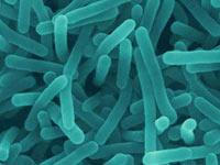 Mik bakteriofágok és hogyan vannak veszélyes tárgyak