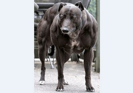 Ce fel de câini hiper musculari pot apărea în China
