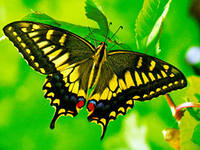 A természet csodái pillangó, tartalom platform