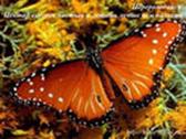 Чудеса природи метелики, контент-платформа