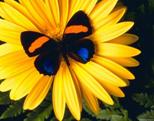 Чудеса природи метелики, контент-платформа