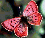 A természet csodái pillangó, tartalom platform