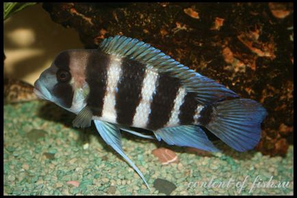 Citophyliapia din ganglionul frontal