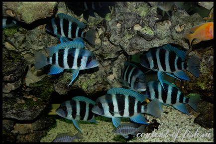 Citophyliapia din ganglionul frontal