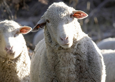 Цигайська порода овець історія, опис та характеристика породи