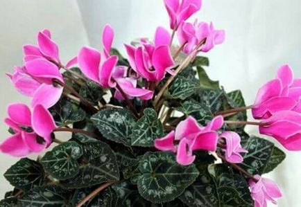 Cyclamen de la o prescripție genyantrita picături, aplicare