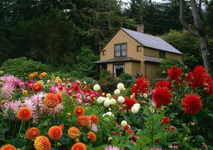 Flori dahlias de plantare și de îngrijire în aer liber, cultivare