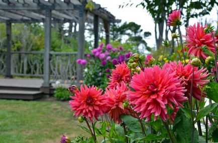 Flori dahlias de plantare și de îngrijire în aer liber, cultivare