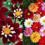 Flori dahlias de plantare și de îngrijire în aer liber, cultivare