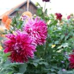 Virág dália ültetése és gondozása a nyílt terepen termesztés