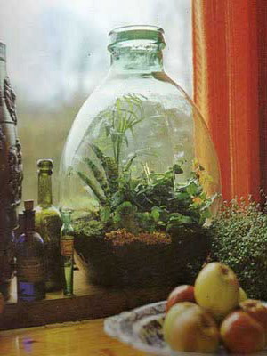 Flori într-o sticlă, terariu și sub sticlă cu propriile mâini