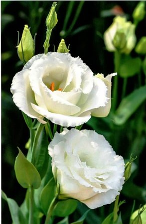 Flori de eustoma, fotografie, cultivare