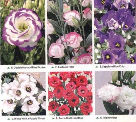 Eustoma virág, fotó, termesztés
