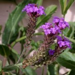 Verbena flori de plantare și grijă de ea