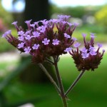 Verbena flori de plantare și grijă de ea