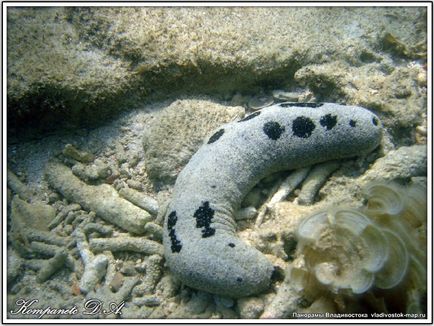 Extremul est de specii de echinoderme trepang apostichopus japonicus din clasa holothuria holothuroidea