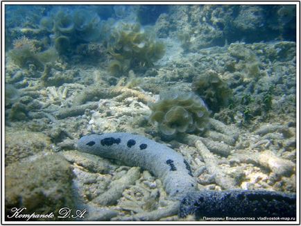 Extremul est de specii de echinoderme trepang apostichopus japonicus din clasa holothuria holothuroidea