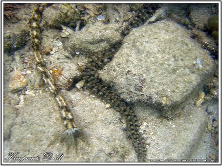 Extremul est de specii de echinoderme trepang apostichopus japonicus din clasa holothuria holothuroidea