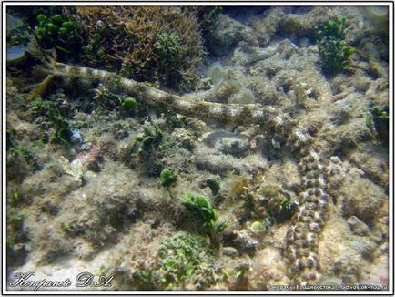 Extremul est de specii de echinoderme trepang apostichopus japonicus din clasa holothurida holothuroidea