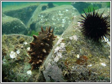 Extremul est de specii de echinoderme trepang apostichopus japonicus din clasa holothuria holothuroidea