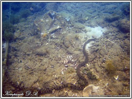 Extremul est de specii de echinoderme trepang apostichopus japonicus din clasa holothuria holothuroidea