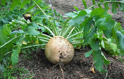 Plantarea Daikon și creșterea asistenței medicale în zona suburbană