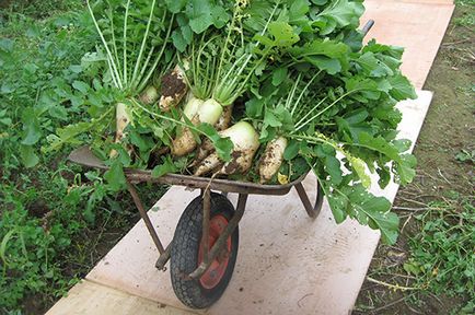 Plantarea Daikon și creșterea asistenței medicale în zona suburbană