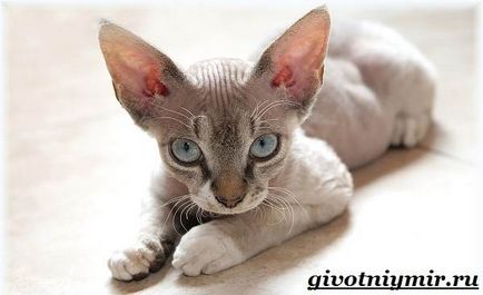 Devon Rex pisică