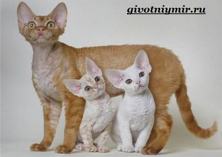 Devon Rex pisică