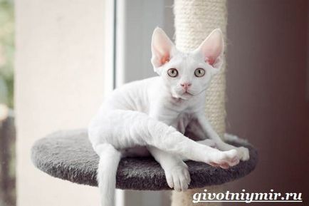 Devon Rex pisică