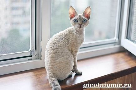 Devon Rex pisică