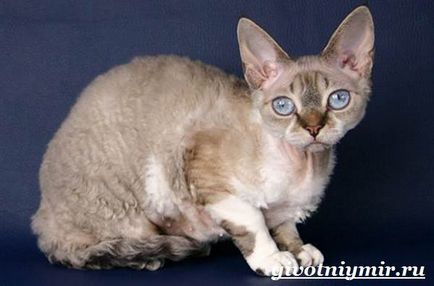 Devon Rex pisică