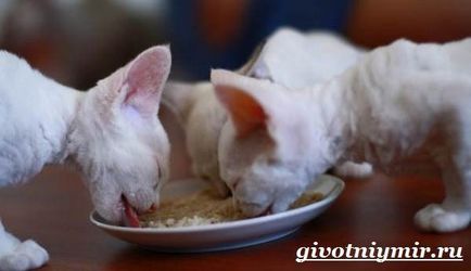 Devon Rex pisică