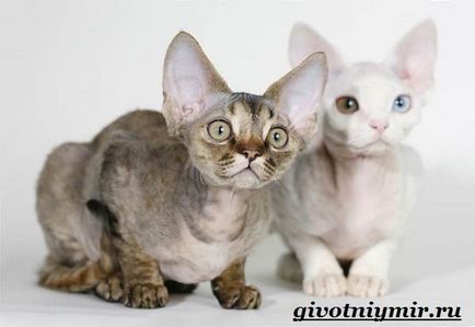 Devon Rex pisică