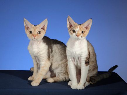 Devon Rex - o pisică în blană de oaie