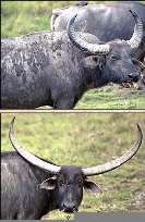 Дикий азіатський буйвол азіатський індійський буйвол