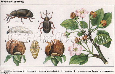 Weevils, sau elefanți (curculionidae), descrierea și măsurile de control asupra