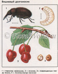 Weevils, sau elefanți (curculionidae), descrierea și măsurile de control asupra