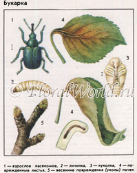 Weevils, sau elefanți (curculionidae), descrierea și măsurile de control asupra