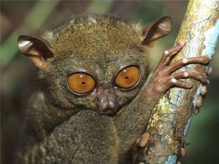 Fülöp Tarsier, egy rövid leírást az állat, fotó és videó