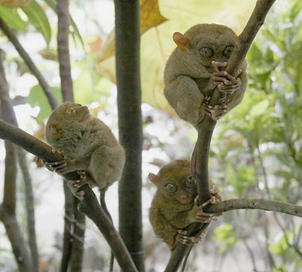 Fülöp Tarsier, egy rövid leírást az állat, fotó és videó