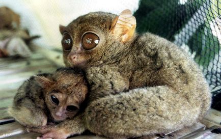 Fülöp Tarsier, egy rövid leírást az állat, fotó és videó (állati tarsiers) Fülöp Tarsier, egy rövid leírást az állat, fotó és videó
