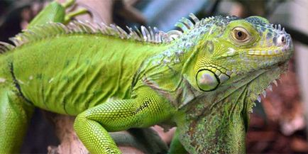 Iguana de origine iguana de origine