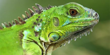 Iguana de origine iguana de origine