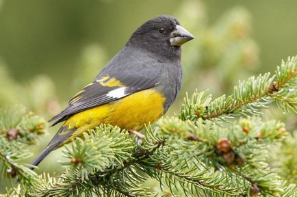 Specii Dubonos (coccothraustes), bărbați și femei, fotografii, video, voce