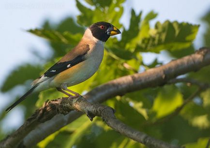 Specii Dubonos (coccothraustes), bărbați și femei, fotografii, video, voce