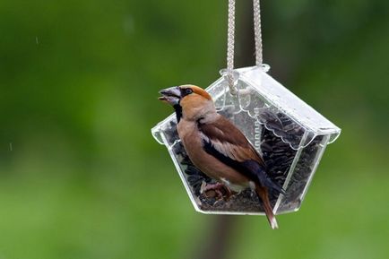 Specii Dubonos (coccothraustes), bărbați și femei, fotografii, video, voce