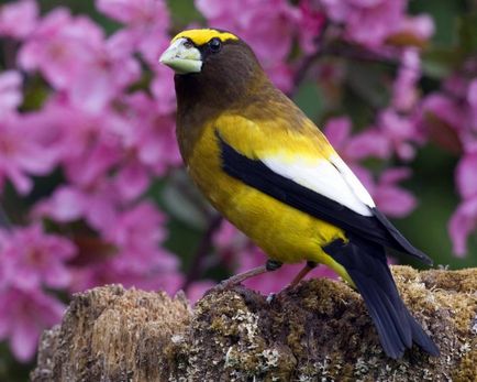 Specii Dubonos (coccothraustes), bărbați și femei, fotografii, video, voce